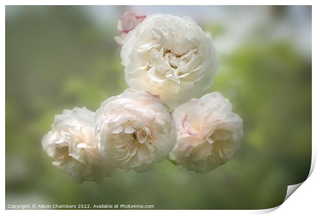 Romantic White Roses Print by Alison Chambers