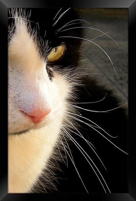 the watcher Framed Print by Heather Newton