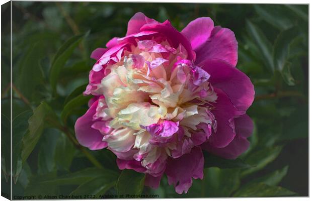 Chinese Peony Flower Canvas Print by Alison Chambers