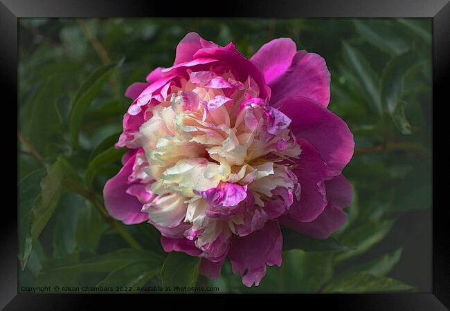 Chinese Peony Flower Framed Print by Alison Chambers