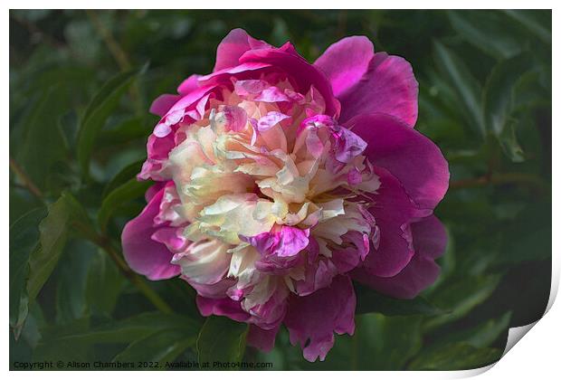 Chinese Peony Flower Print by Alison Chambers