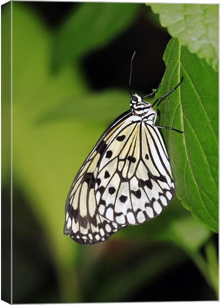 Tree Nymph Butterfly Canvas Print by Grant Glendinning