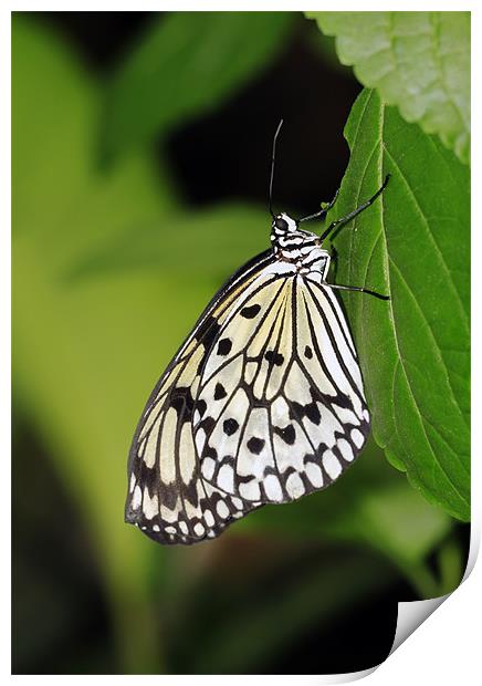 Tree Nymph Butterfly Print by Grant Glendinning