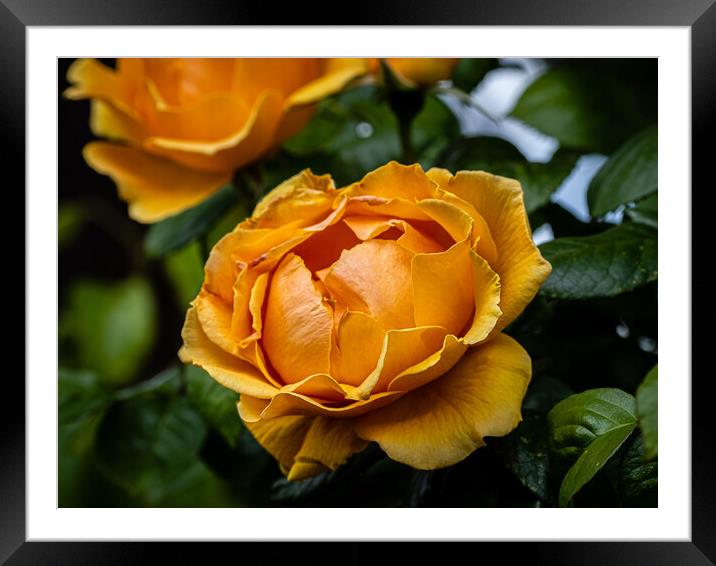 Golden Glory Framed Mounted Print by Gerry Walden LRPS