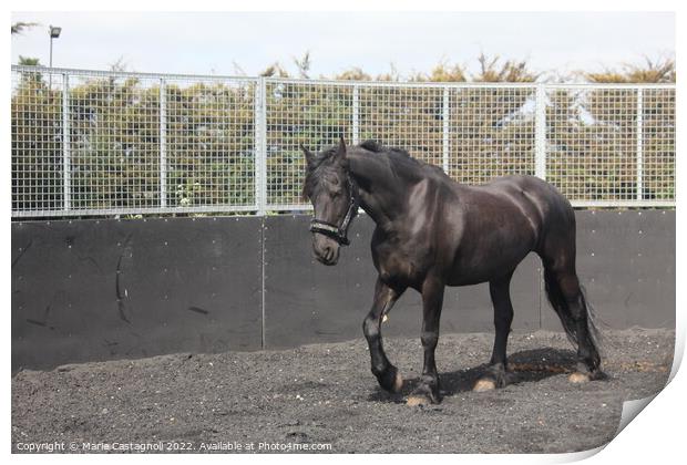 A Black Mare Taking exercise Print by Marie Castagnoli