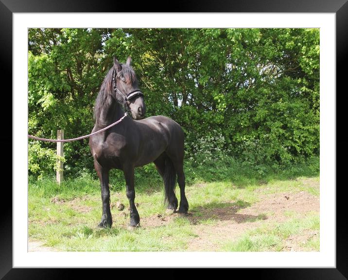 A very proud Mare Framed Mounted Print by Marie Castagnoli