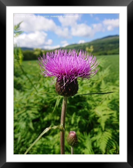 Majestic Scottish Thistle Framed Mounted Print by Sandy Young