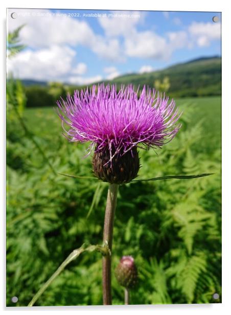 Majestic Scottish Thistle Acrylic by Sandy Young