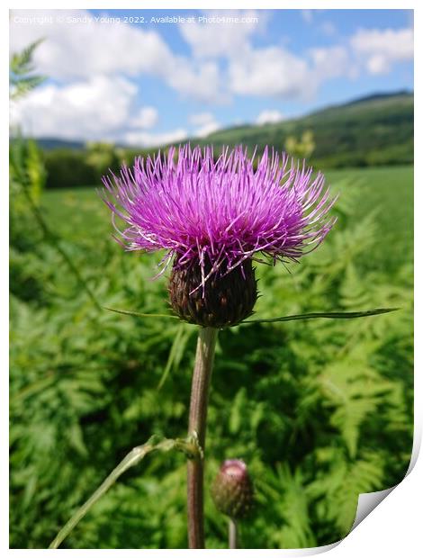 Majestic Scottish Thistle Print by Sandy Young
