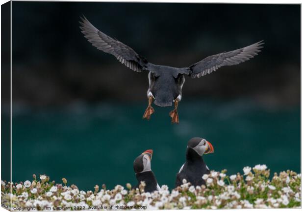 Puffin coming into land Canvas Print by Tim Clapham
