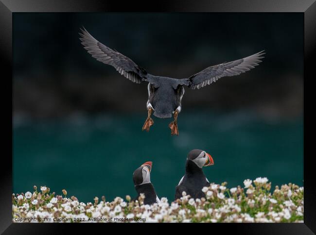 Puffin coming into land Framed Print by Tim Clapham