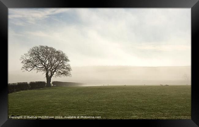 Enchanting Misty Ayrshire Morning Framed Print by Rodney Hutchinson