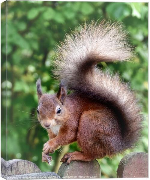 A close up Fiery Red Squirrel Canvas Print by Rodney Hutchinson