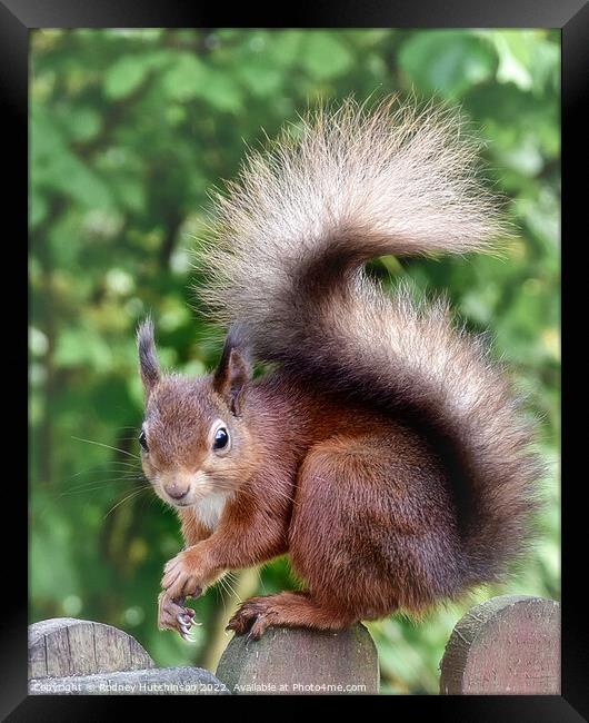 A close up Fiery Red Squirrel Framed Print by Rodney Hutchinson