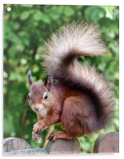 A close up Fiery Red Squirrel Acrylic by Rodney Hutchinson