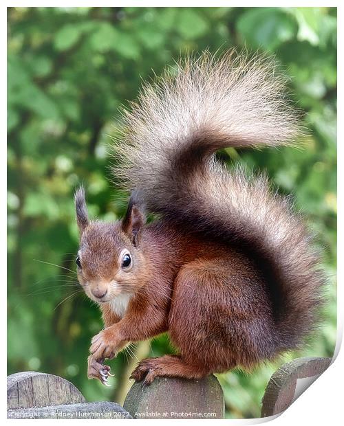 A close up Fiery Red Squirrel Print by Rodney Hutchinson