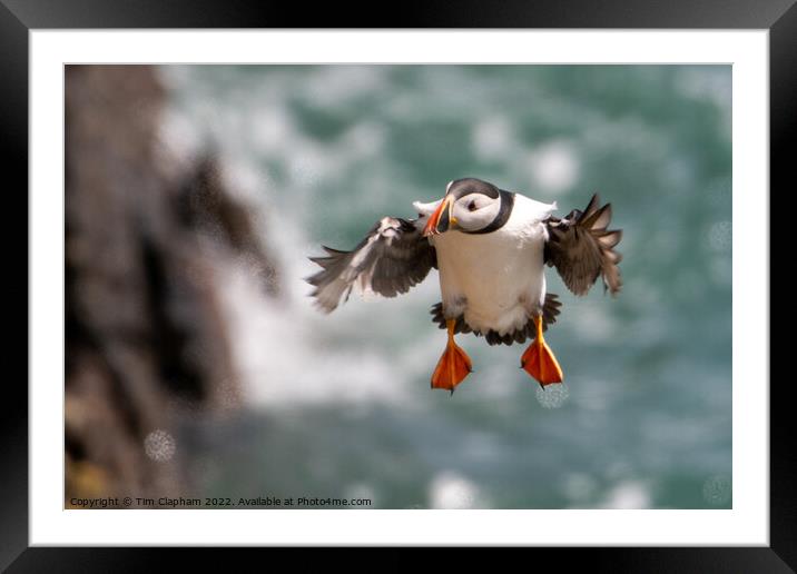 Puffin coming Ito land fluffy feathers  Framed Mounted Print by Tim Clapham