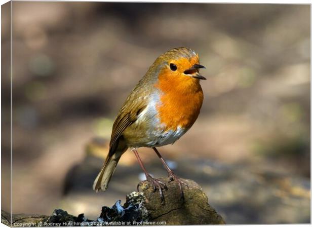 Serenade of the Robin Canvas Print by Rodney Hutchinson