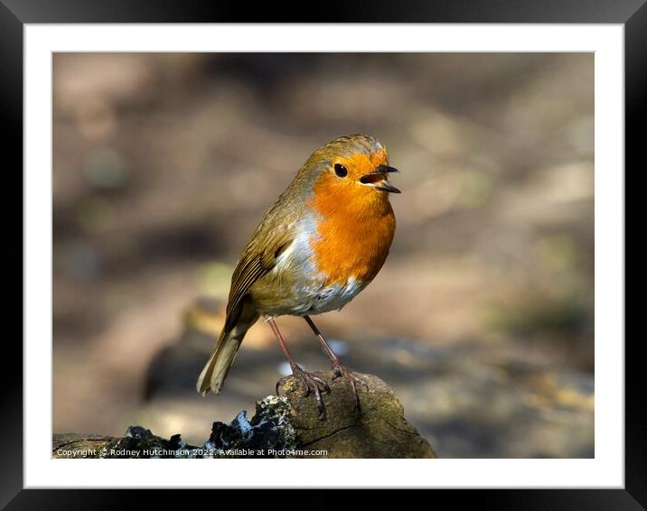 Serenade of the Robin Framed Mounted Print by Rodney Hutchinson