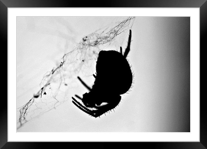 silhouette Framed Mounted Print by rachael hardie