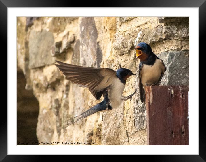 Barn Swallows coming home Framed Mounted Print by Tim Clapham