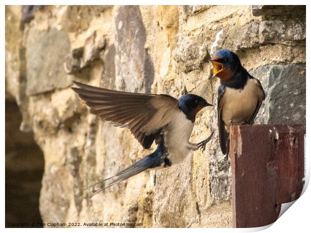 Barn Swallows coming home Print by Tim Clapham