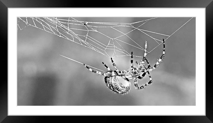 hanging about Framed Mounted Print by rachael hardie
