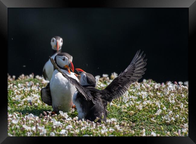 Puffins fighting Framed Print by Tim Clapham