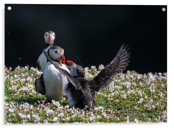 Puffins fighting Acrylic by Tim Clapham