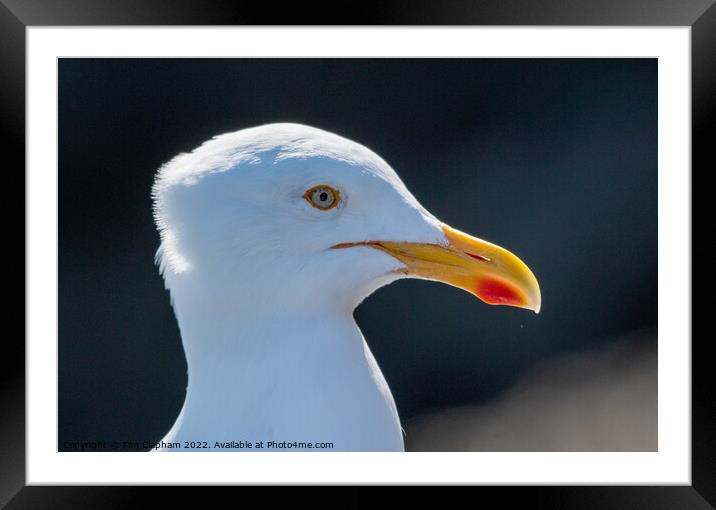 Herring Gull close up head  Framed Mounted Print by Tim Clapham