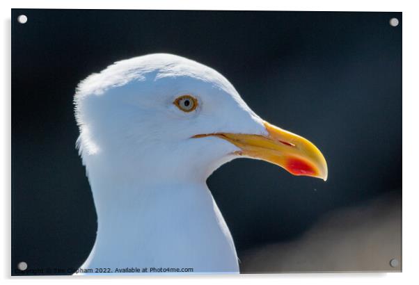 Herring Gull close up head  Acrylic by Tim Clapham