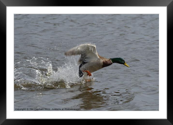 Mallard Duck taking off with water running off wings.  Framed Mounted Print by Tim Clapham