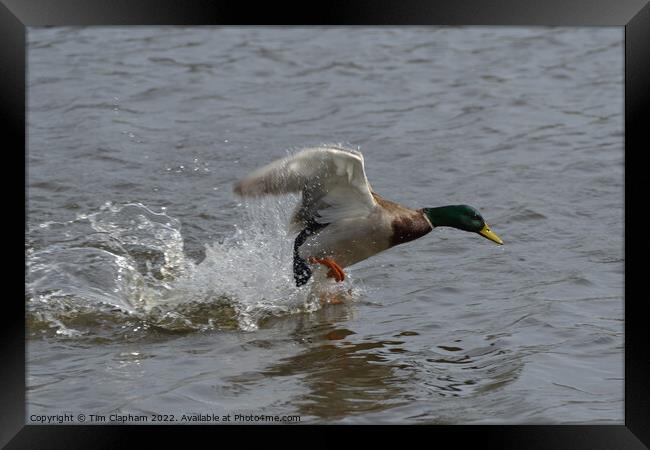 Mallard Duck taking off with water running off wings.  Framed Print by Tim Clapham