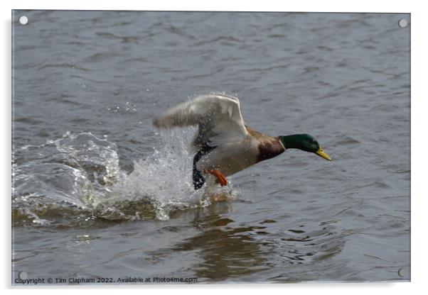 Mallard Duck taking off with water running off wings.  Acrylic by Tim Clapham