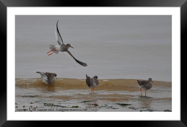 Redshanks in flight & on the Beach  Framed Mounted Print by Tim Clapham