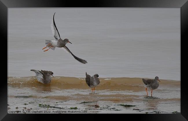 Redshanks in flight & on the Beach  Framed Print by Tim Clapham