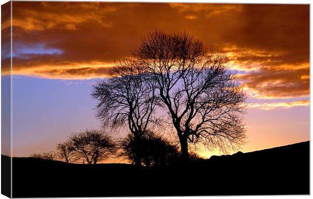 Radnor Forest Trees Silhouette Canvas Print by Ian Collins