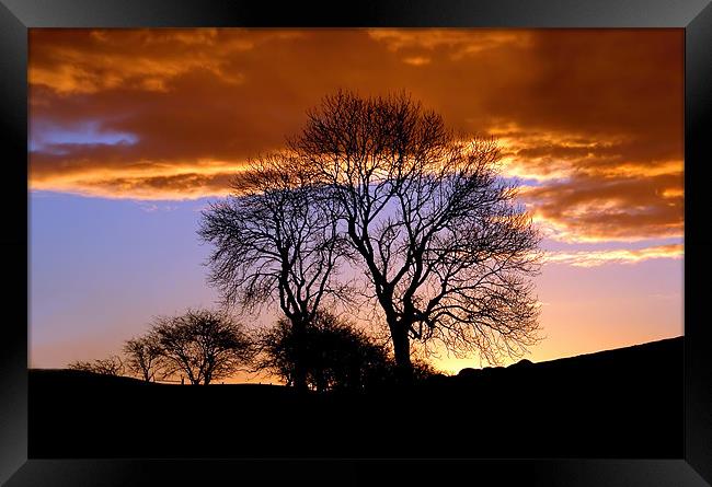 Radnor Forest Trees Silhouette Framed Print by Ian Collins