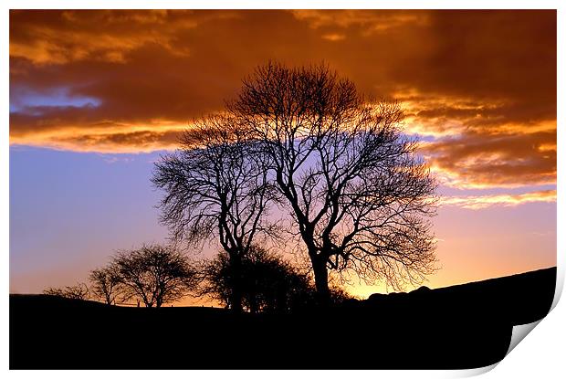 Radnor Forest Trees Silhouette Print by Ian Collins