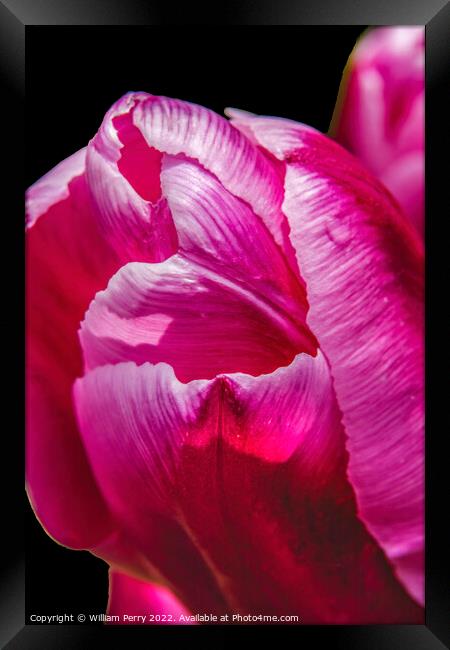 Pink White Darwin Tulip Blooming Macro Framed Print by William Perry