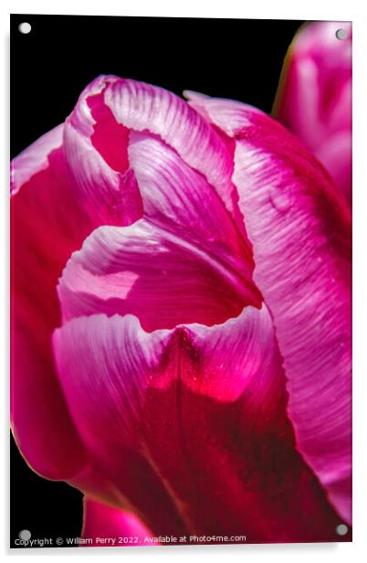 Pink White Darwin Tulip Blooming Macro Acrylic by William Perry