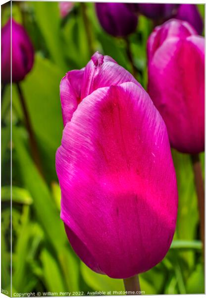 Pink White Darwin Tulip Blooming Macro Canvas Print by William Perry