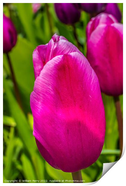 Pink White Darwin Tulip Blooming Macro Print by William Perry