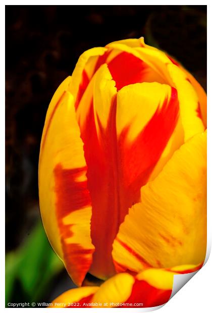 Red Yellow Banja Luka Tulip Blooming Macro Print by William Perry