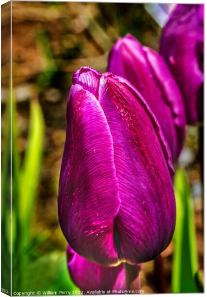 Purple Darwin Tulip Blooming Macro Canvas Print by William Perry