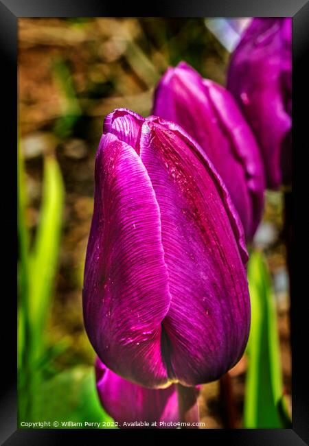 Purple Darwin Tulip Blooming Macro Framed Print by William Perry