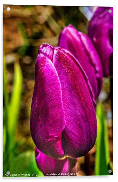 Purple Darwin Tulip Blooming Macro Acrylic by William Perry