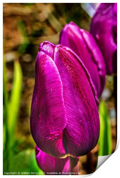 Purple Darwin Tulip Blooming Macro Print by William Perry