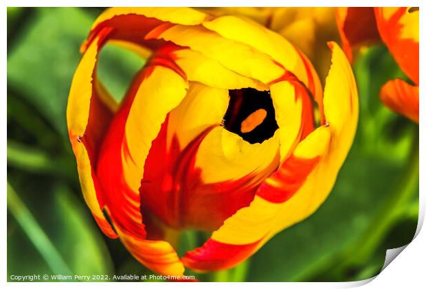 Red Yellow Banja Luka Tulip Blooming Macro Print by William Perry