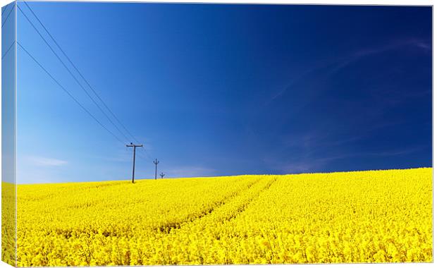 Rapeseed field Canvas Print by Grant Glendinning